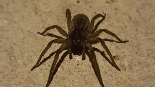 brown recluse in iowa
